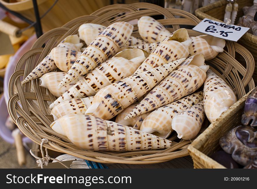 Large Beige Seashell in basket
