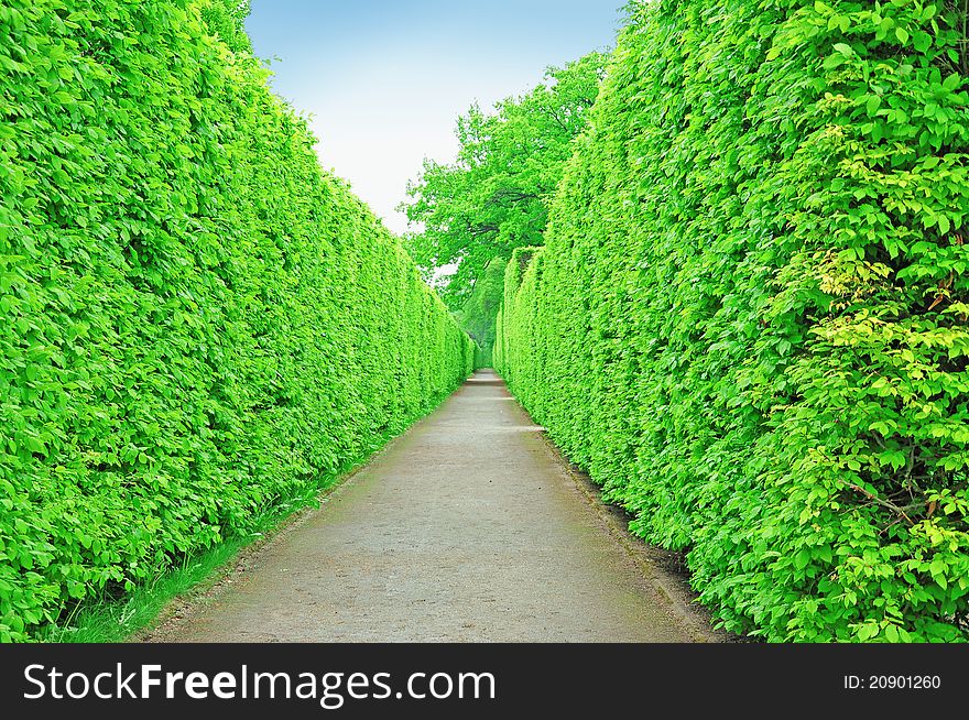 Two-side tree wall along the walking path in the garden, Czech