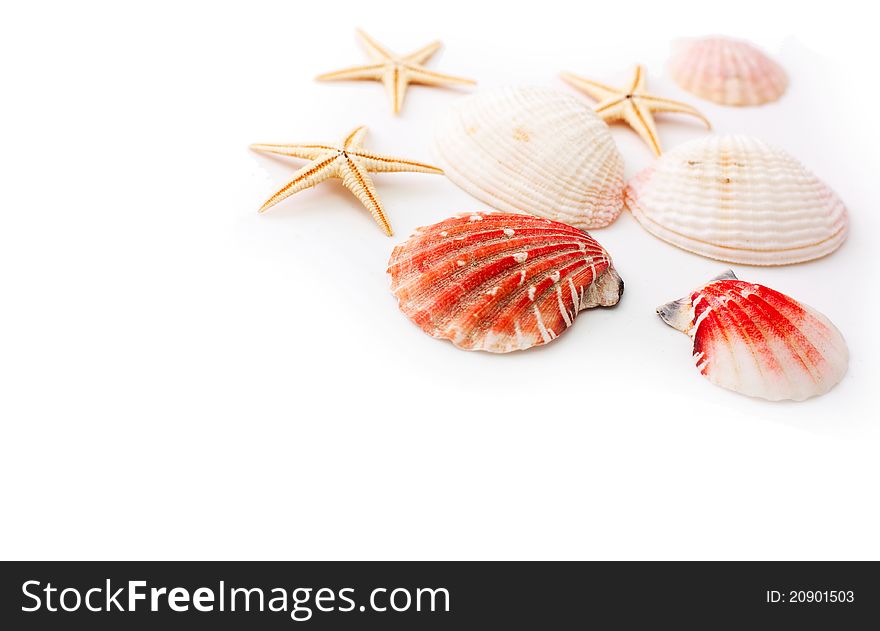 Seashells and seastars over white background. Seashells and seastars over white background