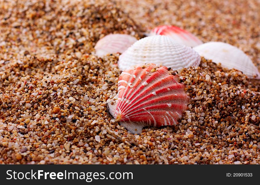 Seashells lying over sea sand. Seashells lying over sea sand
