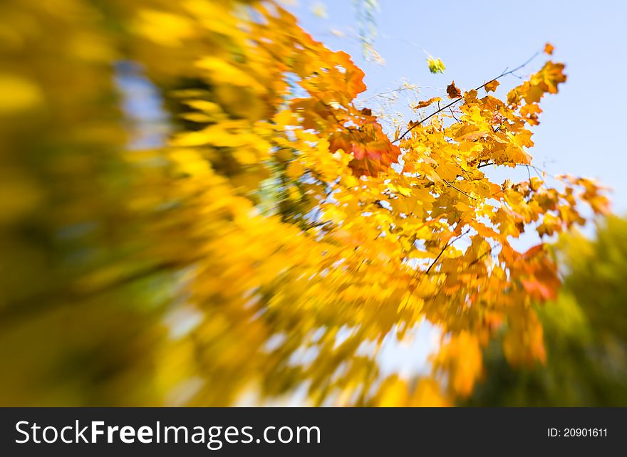 Autumn Maple Leaves Background