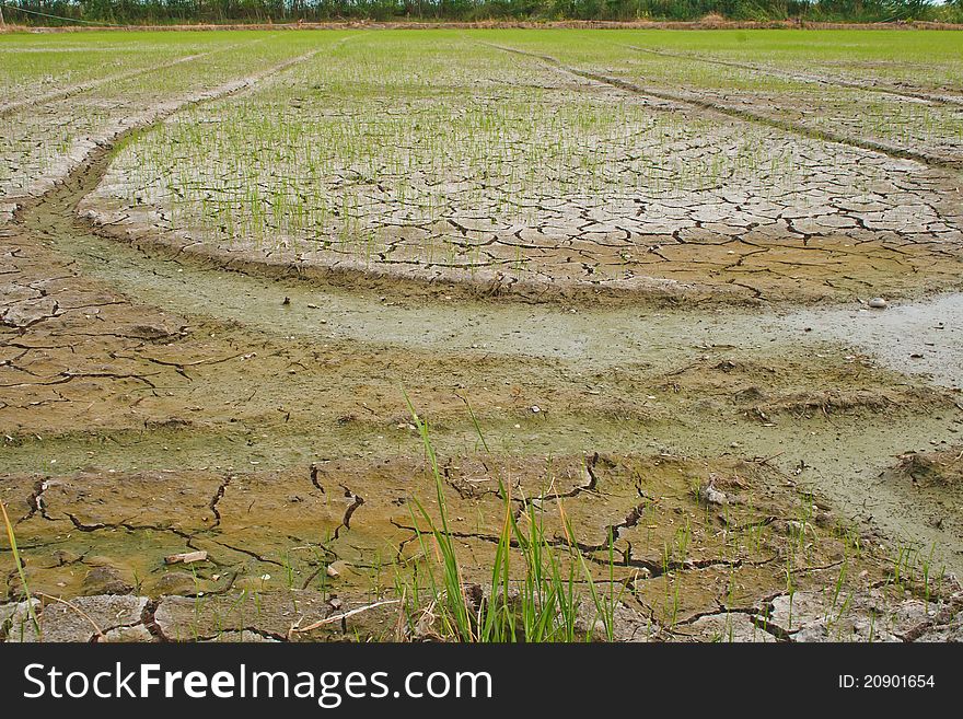 The small rice field with rice water, waiting. The small rice field with rice water, waiting.
