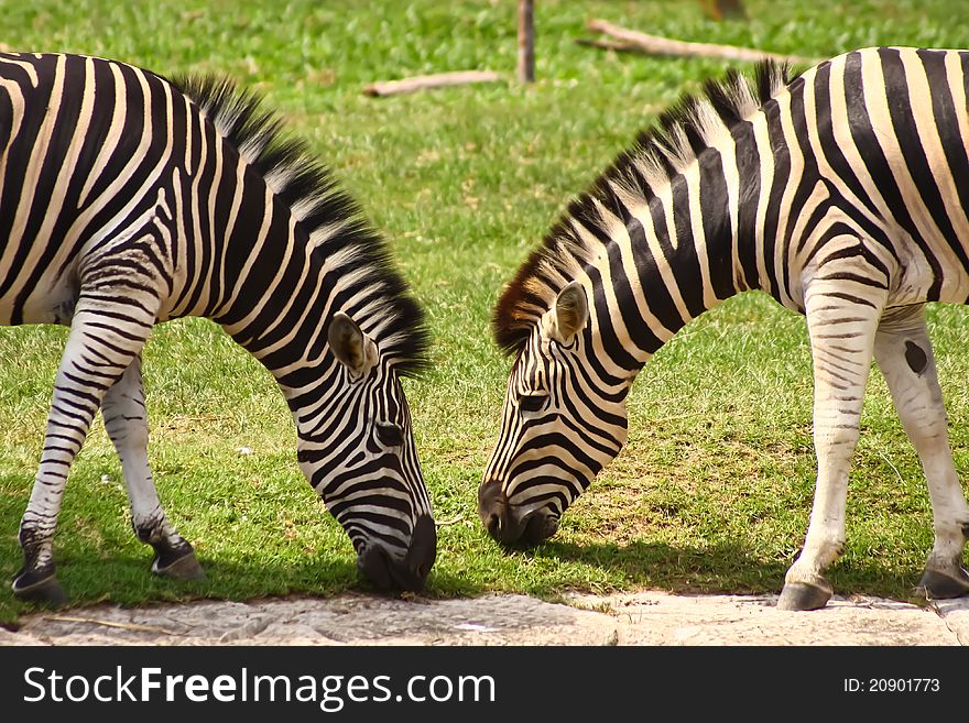 Two zebras in open zoo
