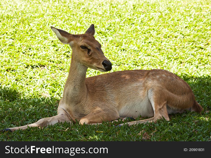Deer on green grass in open zoo