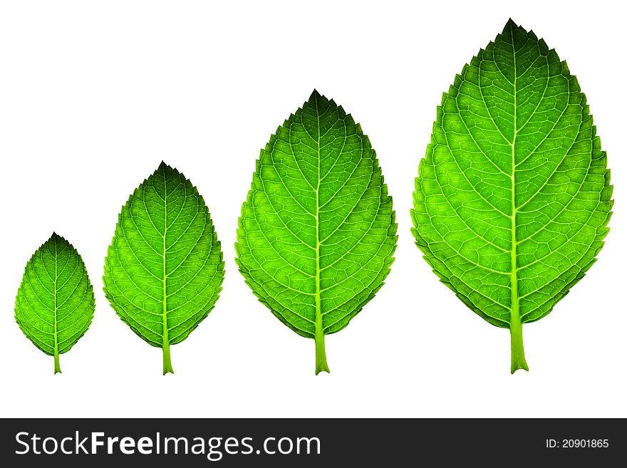 Green leaf in different size isolated on white