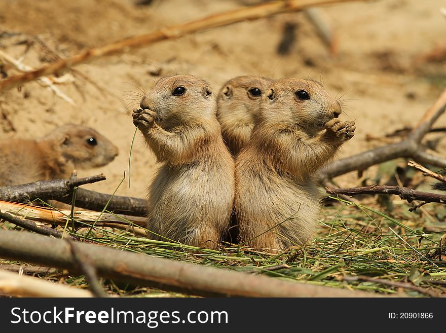 Baby prairie dogs eating