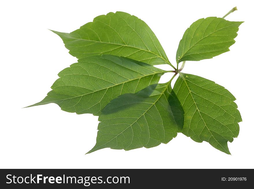 Virginia creeper (Parthenocissus quinquefolia) leaves isolated on the white