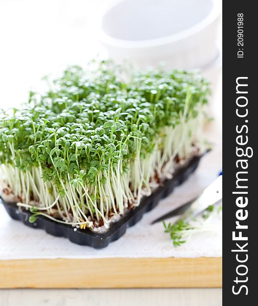 Fresh cress with scissors on wooden board