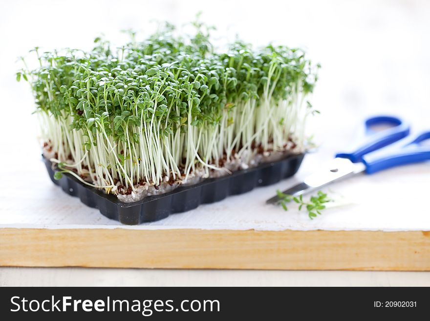 Fresh green cress with scissors