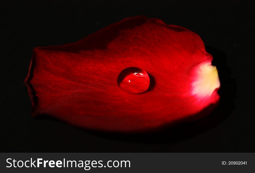 Water drop on rose leaf on black background