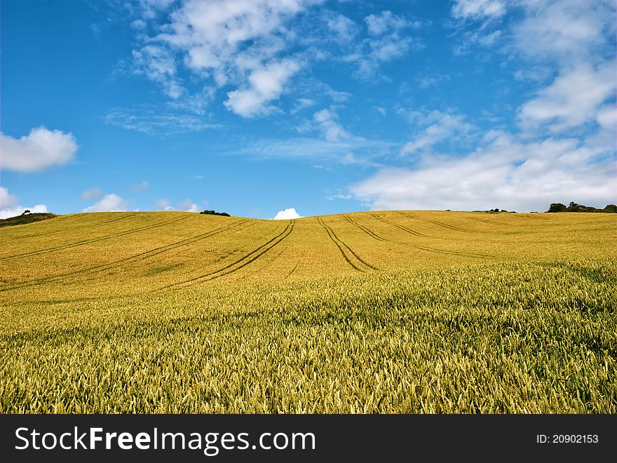 A field of golden corn in Dorset, Southern England. A field of golden corn in Dorset, Southern England