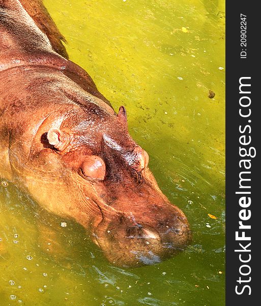 Sleeping hippo in the river