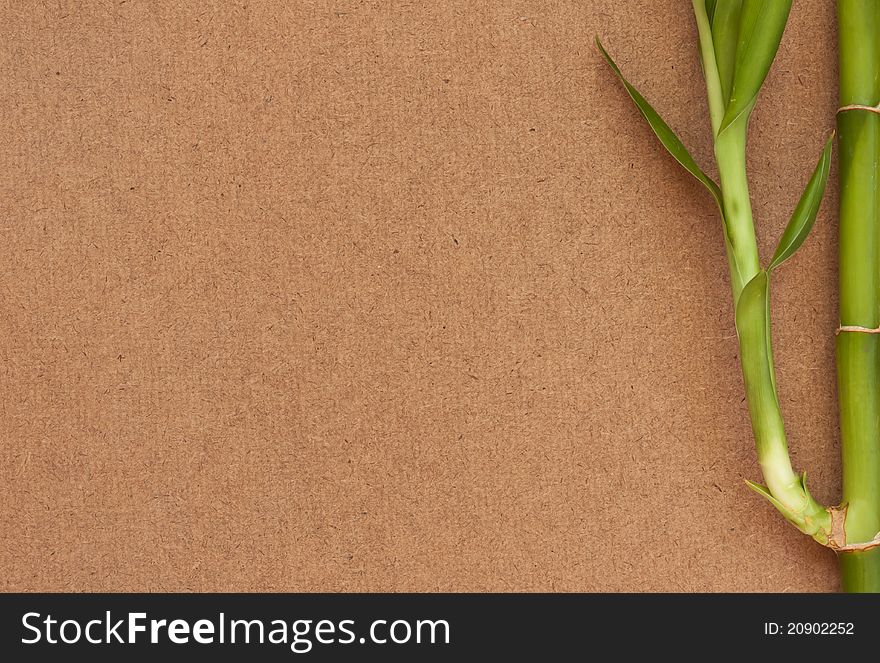 Bamboo tree on wood background