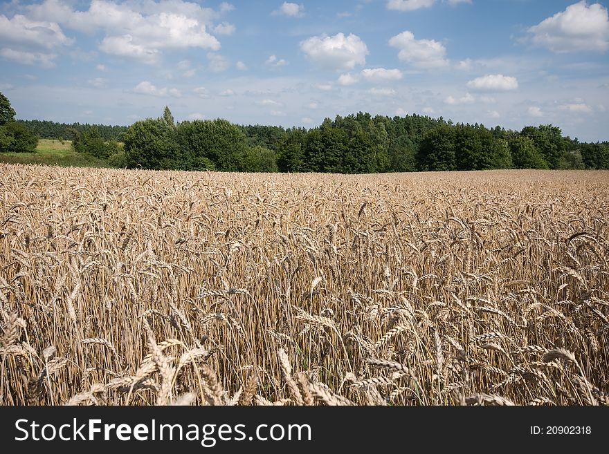 Field of ripe wheat basking in a summer heat, staple food in some parts of the world, wide angle shot