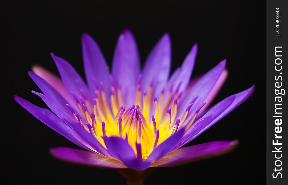 Beautiful violet lotus on black background. Beautiful violet lotus on black background