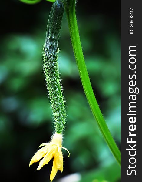 Growing cucumber with flower closeup