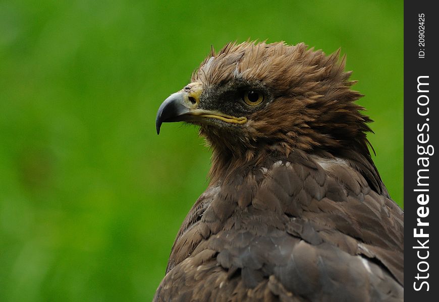 This is the portrait of a Lesser Spotted Eagle. This is the portrait of a Lesser Spotted Eagle.