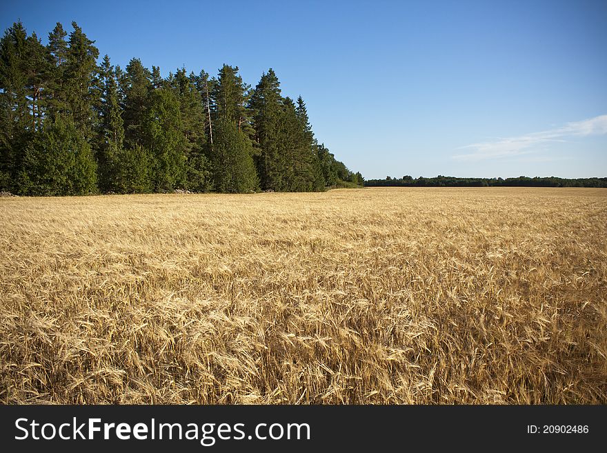 Golden barley field located in Estonia. Photo taken in July