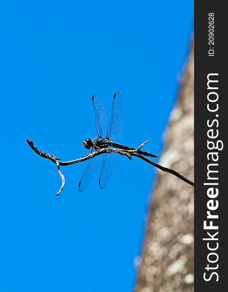 A dragonfly on a branch.