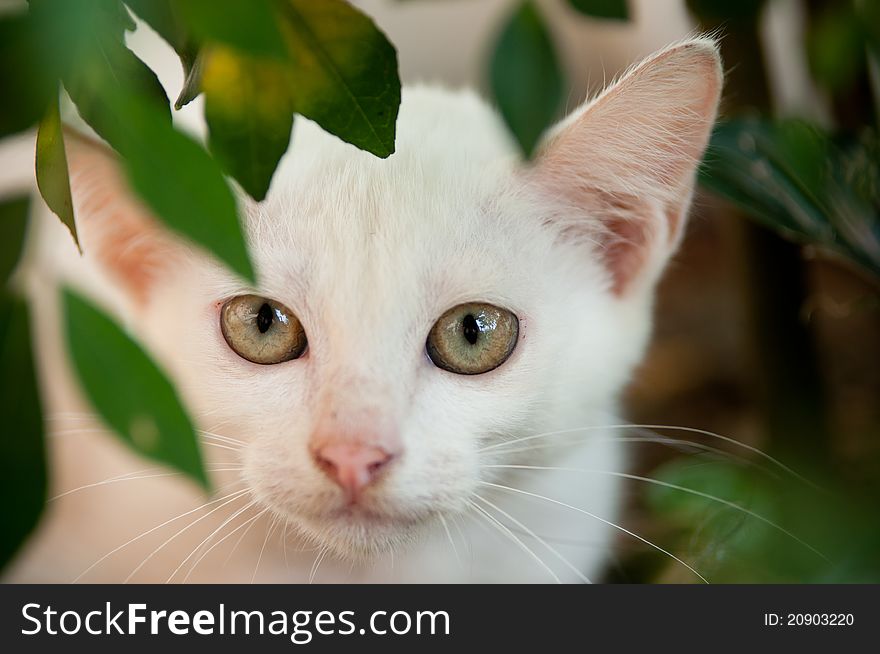 White Kitten Close-Up