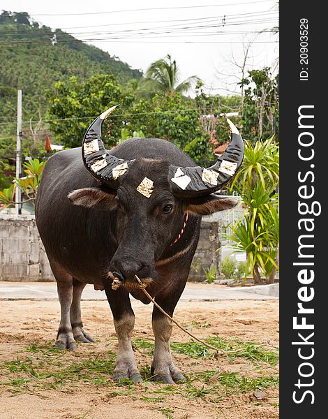 Closeup buffalo Horn in uniform for fighting