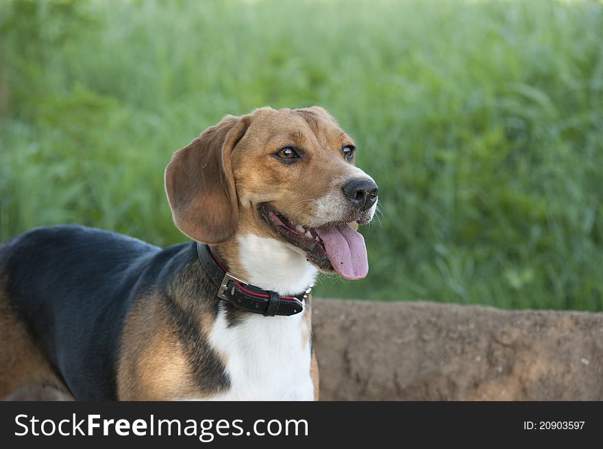 Hunting dog rests after the job