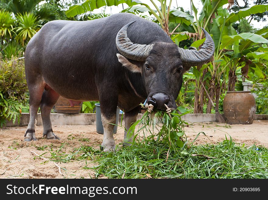 Thai fighting buffalo grazing grass. Thai fighting buffalo grazing grass