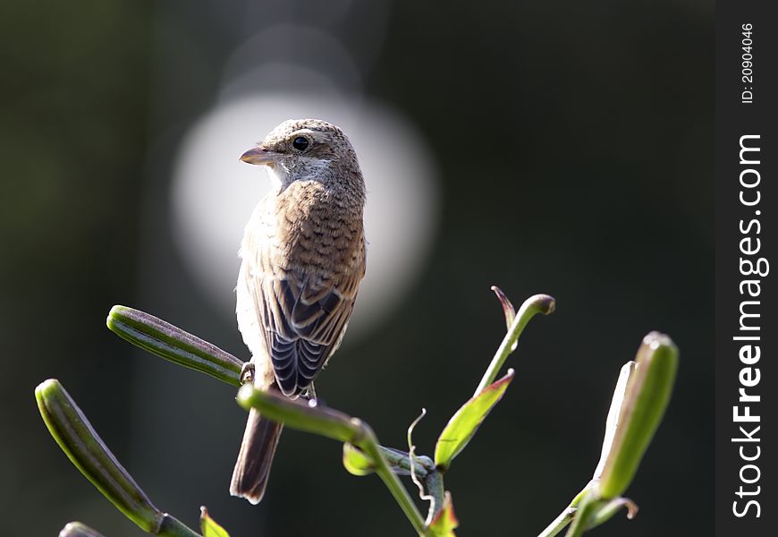 Bird On Lily Branch