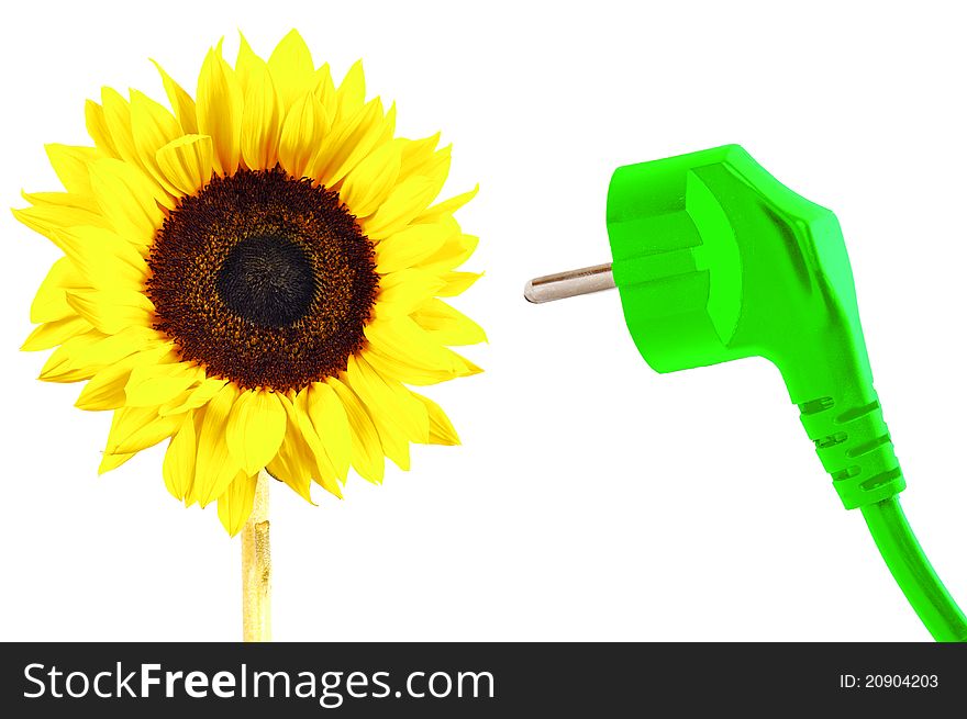 Sunflower and a green power plug. Sunflower and a green power plug