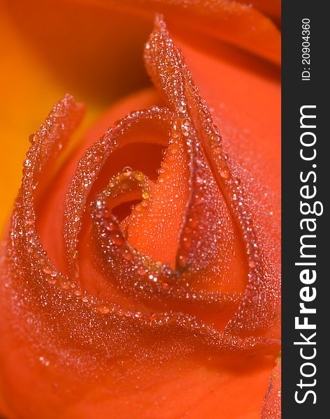 Close up view of red rose petals