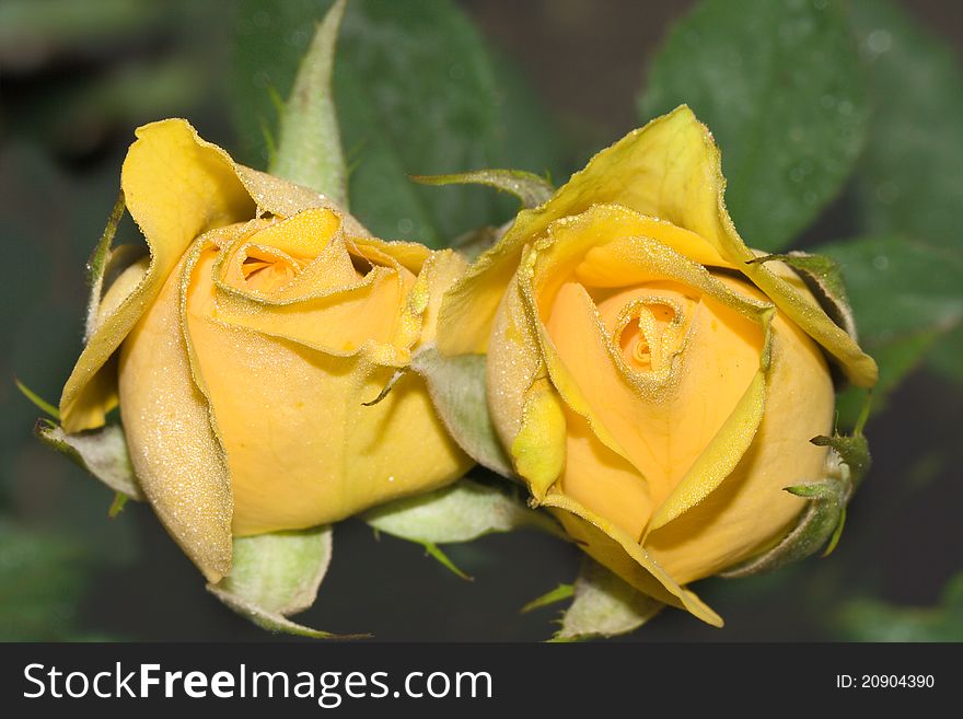 Close up view of two yellow roses. Close up view of two yellow roses