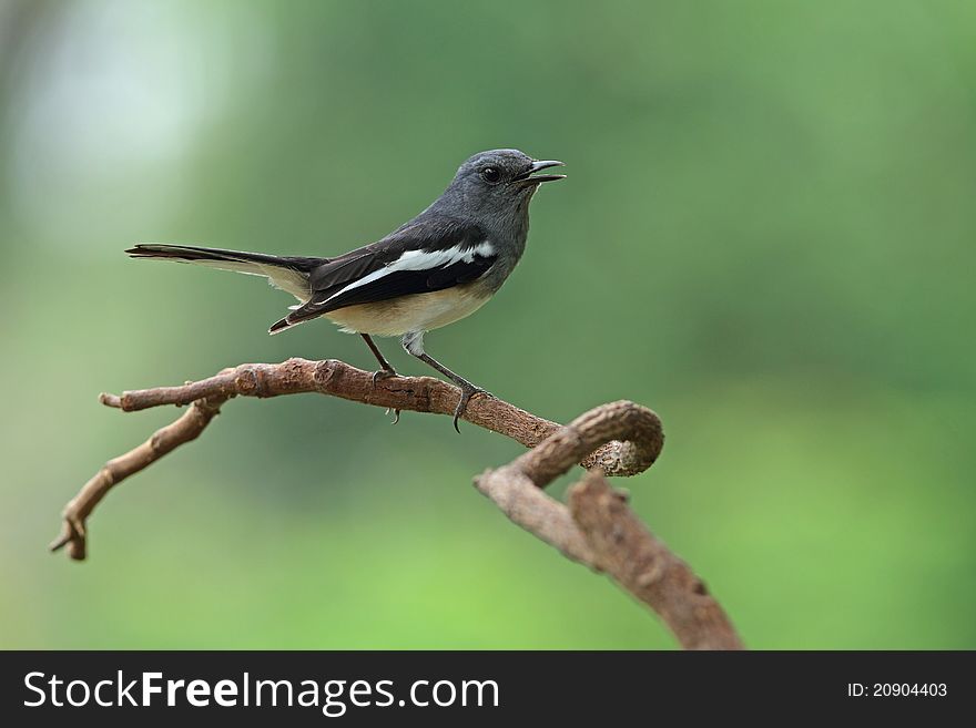 Oriental Magpie Robin is bird in nature of Thailand. Oriental Magpie Robin is bird in nature of Thailand