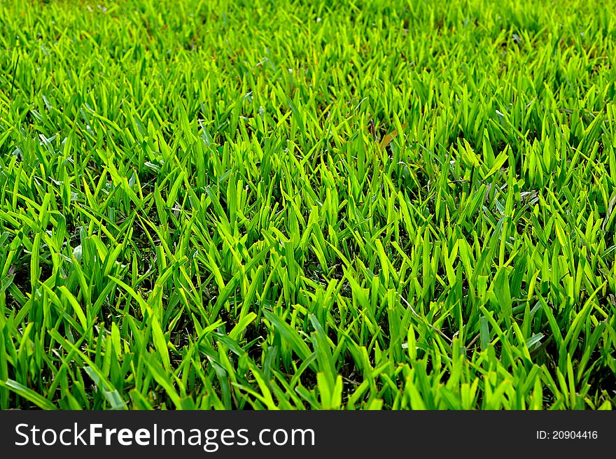 Grunge football grass field background