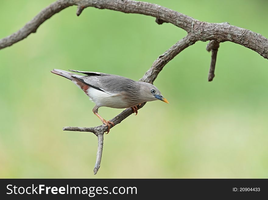 Chestnut-tailed Starling