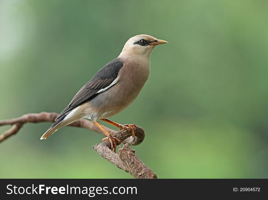 Vinous-breasted starling is bird in nature of Thailand