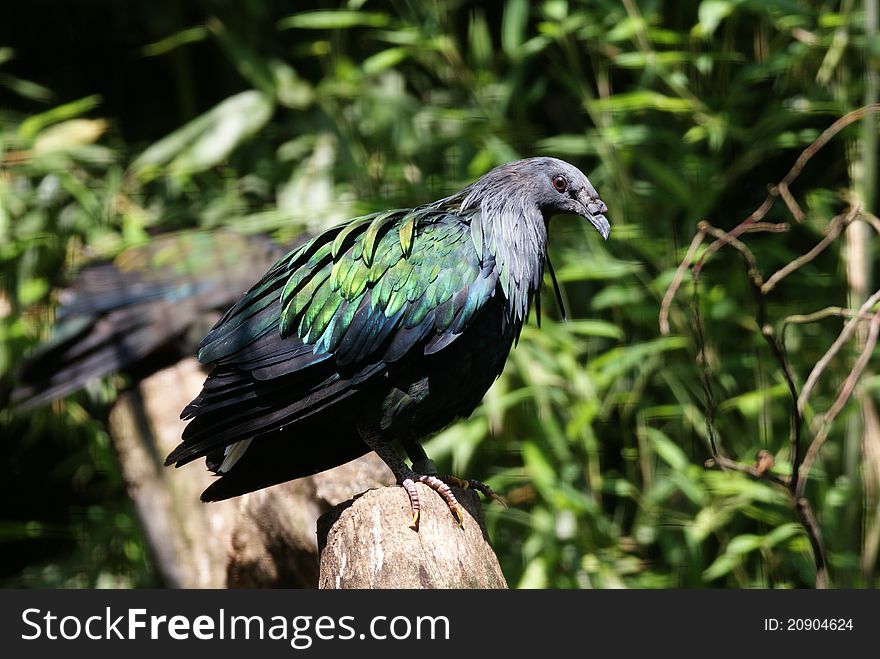 A teal standing on a wood piece. A teal standing on a wood piece.