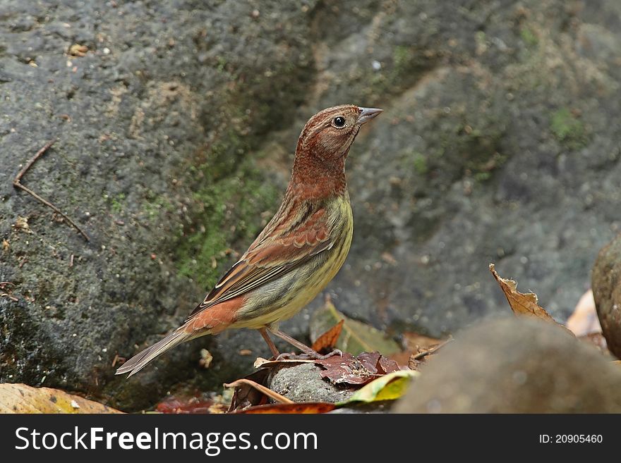 Chestnut Bunting