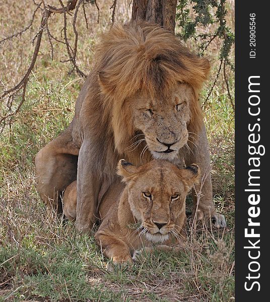 Wildlife from Tanzania