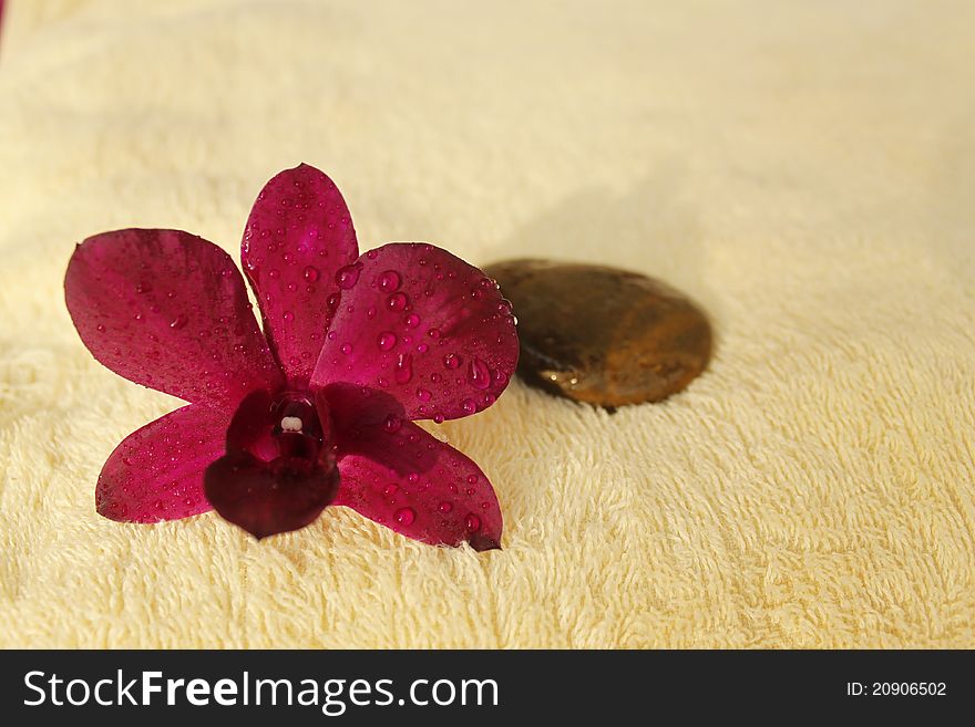 Orchid purple and stone on yellow background