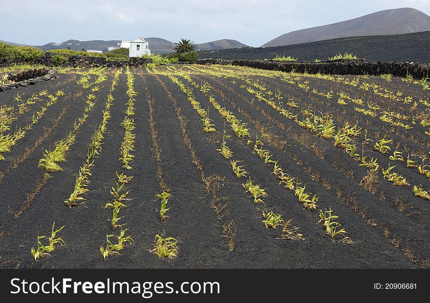 Agriculture On Lanzarote