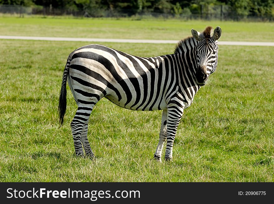 Zebra is standing on green grass and looking