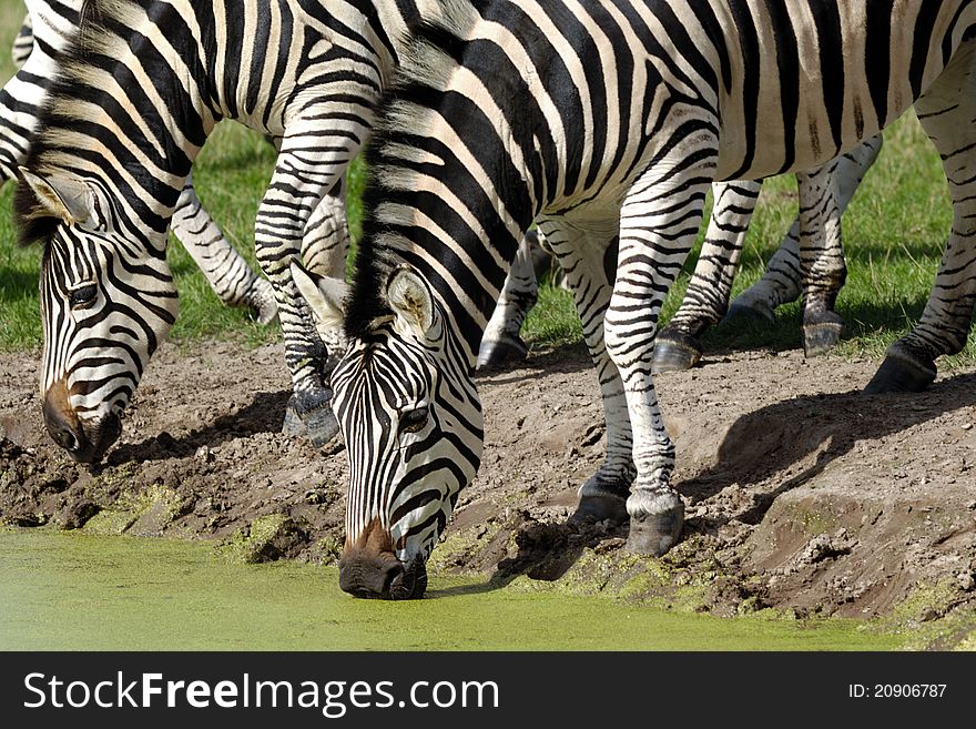 Two zebras are dinkning water from lake. Two zebras are dinkning water from lake.
