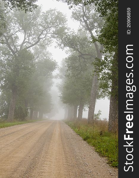 Gravel road with tree and mist