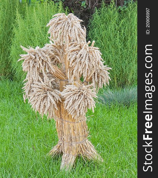 Sheaf Of Wheat On Grass Background