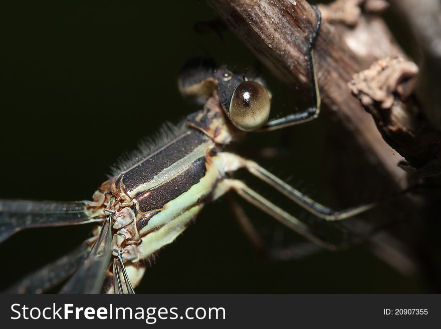 Close-up Of A Damselfly