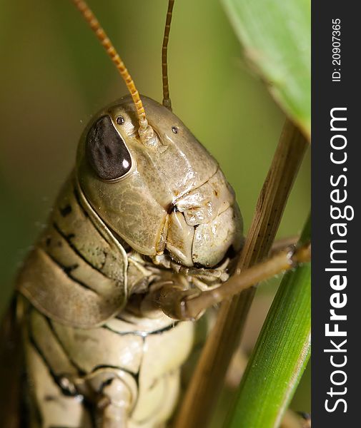 Close-up of a Grasshopper standing on a blade of grass.