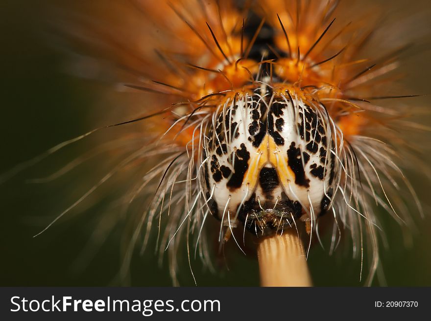 Orange and hairy caterpillar (Arctia caja larva). Orange and hairy caterpillar (Arctia caja larva).