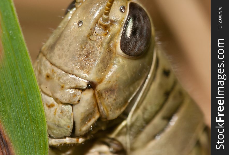 Close-up of a Grasshopper