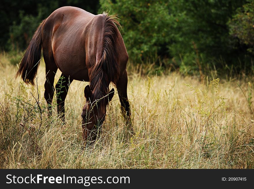 The horse is grazed on a meadow with green trees on a background. The horse is grazed on a meadow with green trees on a background