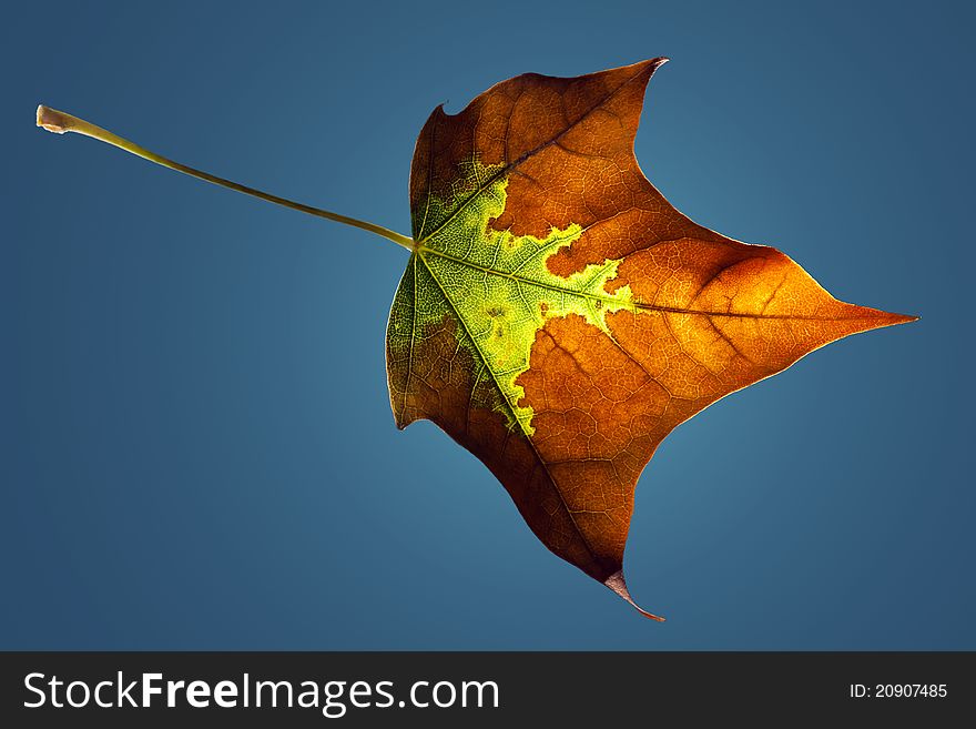 Macro of maple leaf altered from approaching autumn, isolated on blue backround with lightspot added. Macro of maple leaf altered from approaching autumn, isolated on blue backround with lightspot added.